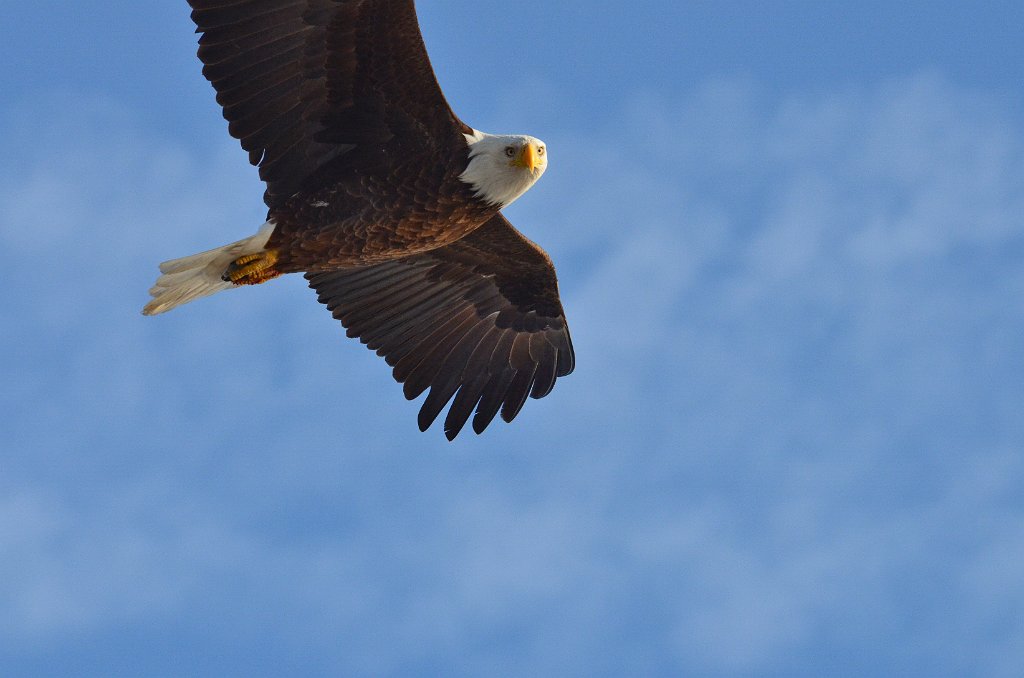 Eagle, Bald, 2012-12230156 Iowa City, IA.JPG - Bald Eagle. Iowa City from the Highway 6 bridge,   12-23-2012